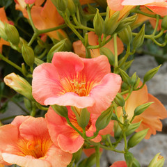 Campsis grandiflora - Chinese trumpet vine or chinese trumpet creeper