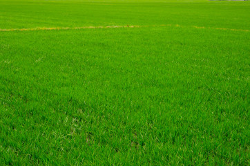 Naklejka na ściany i meble green rice field