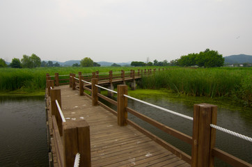bridge on the swamp