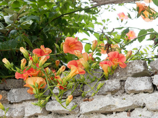 Chinese trumpet vine or chinese trumpet creeper (Campsis grandiflora) with orange to red flowers...