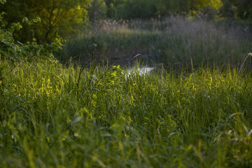 green grass and water