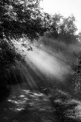 View of a road with sunrays cutting through the mist, and creating beautiful trees shadows textures on the ground