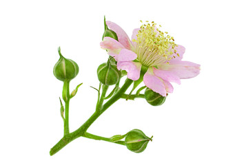 Blackberry blossom flower