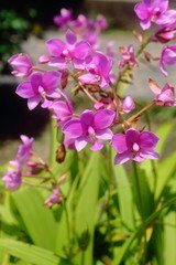 Fototapeta na wymiar Purple orchid in the garden 