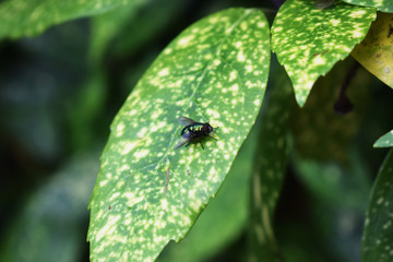 Mosca verde posada en una hoja.