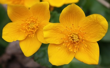Fototapeta na wymiar yellow flowers Hypericum