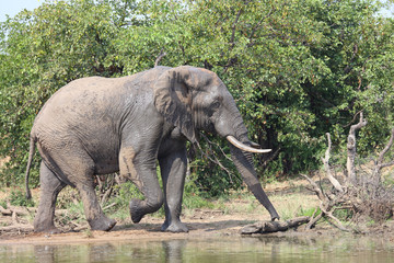 Afrikanischer Elefant / African elephant / Loxodonta africana