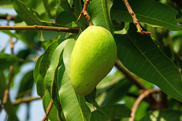 Mango Frucht am Baum