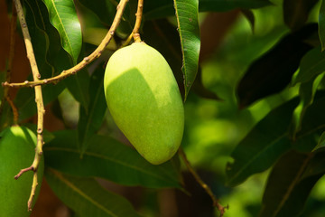 Mango Frucht am Baum