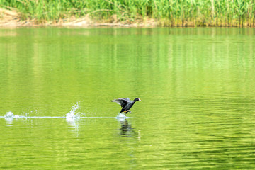 Eurasian duck trying to catch a fish its fly on lake