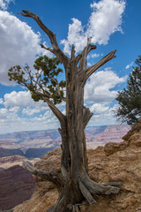 Fototapeta na wymiar Baum am Grand Canyon
