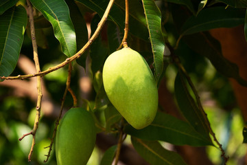 Mango Frucht am Baum