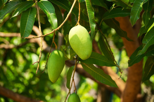 Mango Frucht am Baum