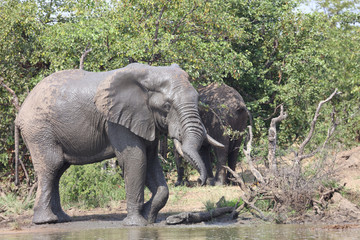 Fototapeta premium Afrikanischer Elefant / African elephant / Loxodonta africana
