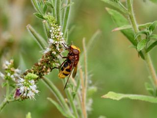 the hornet mimic hoverfly (Volucella zonaria (Poda, 1761)) feeding on a flower, next to a river, near Xativa, Spain