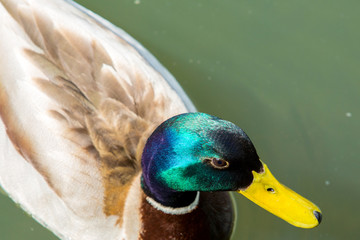 Extreme closeup of mallard duck on lake
