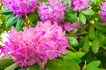 Large plant with white large purple flowers, Bougainvillea, showing that spring time is arriving