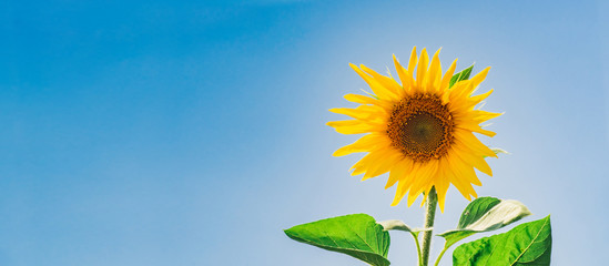 Beautiful sunflower against the sky and clouds. Yellow flower on a blue background with space for...