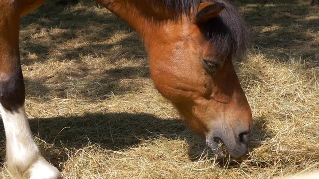 A brown pony horse eating hay in a sunny day, with flies turning around. Close up.