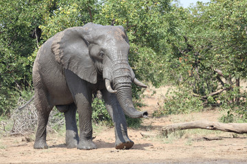 Afrikanischer Elefant / African elephant / Loxodonta africana