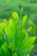 Obraz premium Close up green leaves of Acacia mangium tree.