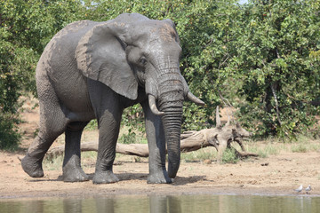 Fototapeta premium Afrikanischer Elefant / African elephant / Loxodonta africana