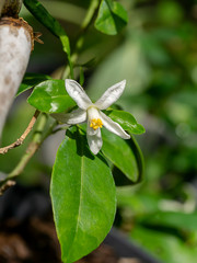 Close up of Orange flowers on a branch with blur background.