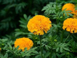 Close up marigolds flower in garden