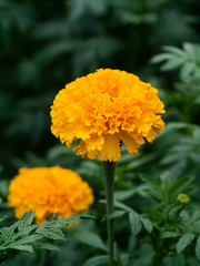 Close up marigolds flower in garden