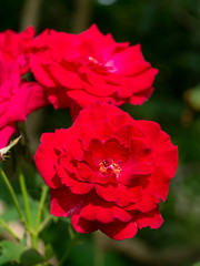 Close up red of Floribunda rose flower