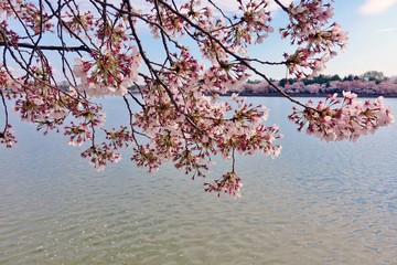 Pink and white blossoms of a sakura cherry prunus tree in Wshington DC