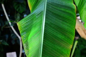 Musa basjoo Siebold. Green leaves of the Japanese Banana tree (Baggio).