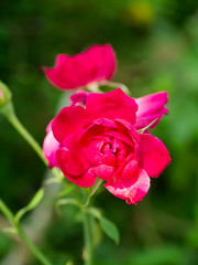 Pink of Damask Rose flower
