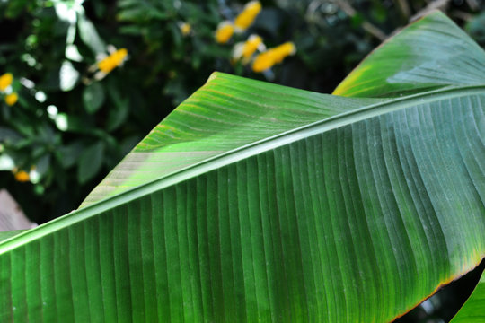 Musa basjoo Siebold. Green leaves of the Japanese Banana tree (Baggio).