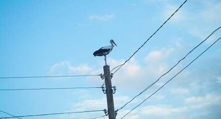 Stork on a power line pole.