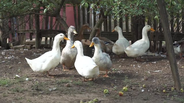 Domestic ducks go in search of food and adventure, while quacking loudly