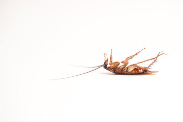 Dead cockroach supine upside down isolated on white with space for text with white background