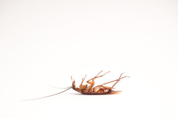 Dead cockroach supine upside down isolated on white with space for text with white background