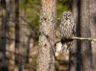 Great grey owl, (Strix nebulosa). This owl is one of the world's largest owls. Wildlife in Sweden, Scandinavian.