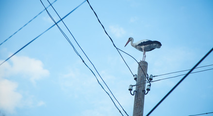 Stork on a power line pole.