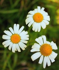 Fototapeta premium white daisies in a garden