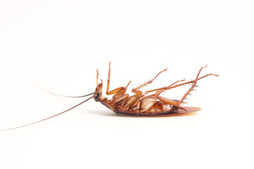 Dead cockroach supine upside down isolated on white with space for text with white background