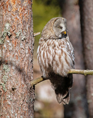 Great grey owl, (Strix nebulosa). This owl is one of the world's largest owls. Wildlife in Sweden, Scandinavian.
