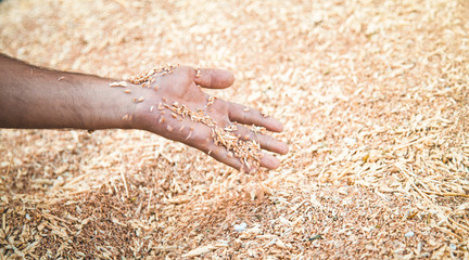 Male hand holding wheat grain.