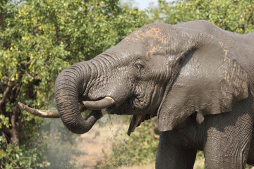 Fototapeta premium Afrikanischer Elefant / African elephant / Loxodonta africana