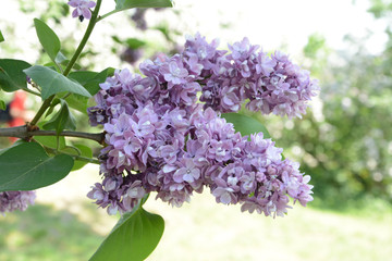 Obraz premium bunch of lilac