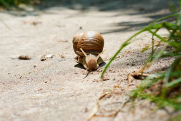 snail in nature