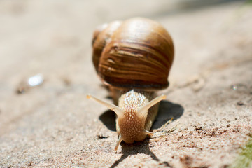 snail on a stone