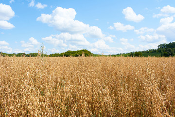 Wheat field. Ears of golden wheat close up. Rural Scenery under Shining Sunlight. Background of ripening ears of wheat field