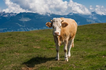 Fototapeta na wymiar Beautiful swiss cow. Alpine meadows. Farm.